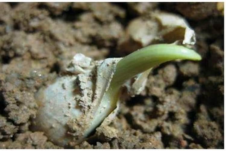 14一羟基芸苔素甾醇与多菌灵浸种万以吗