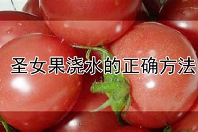 西红柿底肥最佳配方
