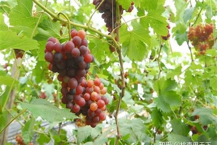葡萄什么时候上肥料最好