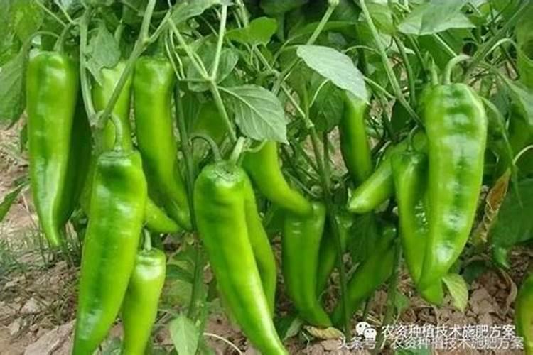 辣椒坐果期,硼肥过多,后期怎么解决