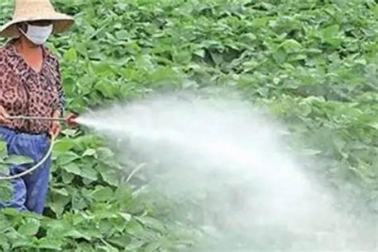 用贝壳做工艺品