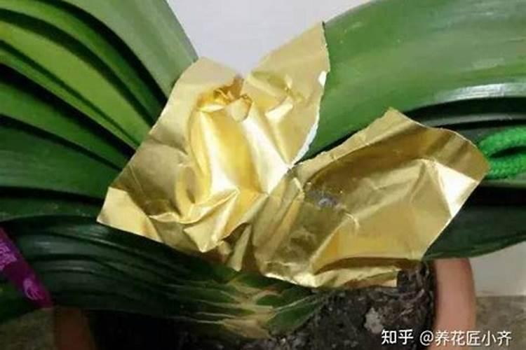 龙沙宝石怎么养