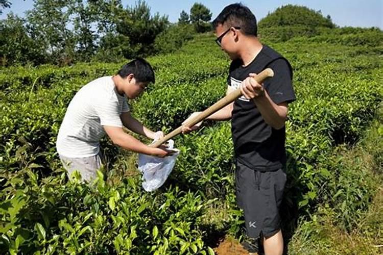 如何管理有机茶园土壤？