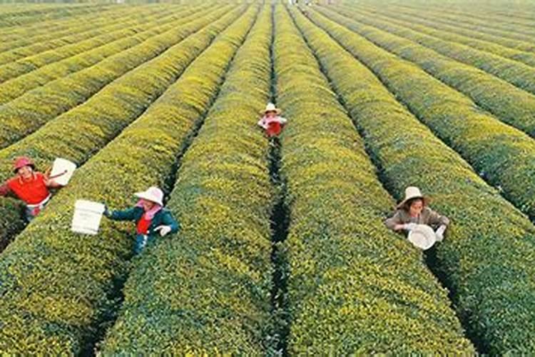有机茶园有机肥料的无害化处理