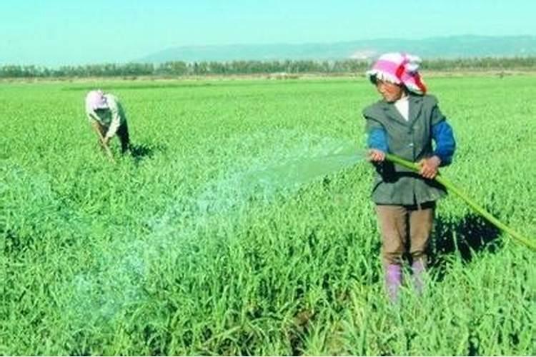 果树补钙用什么钙肥好 什么时候使用效果好