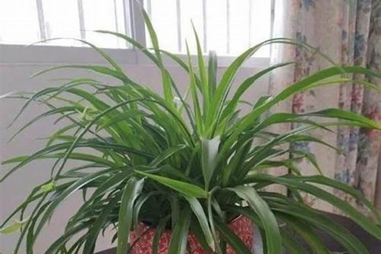 种植辣椒施钾肥效果好还是尿素效果好？为什么？