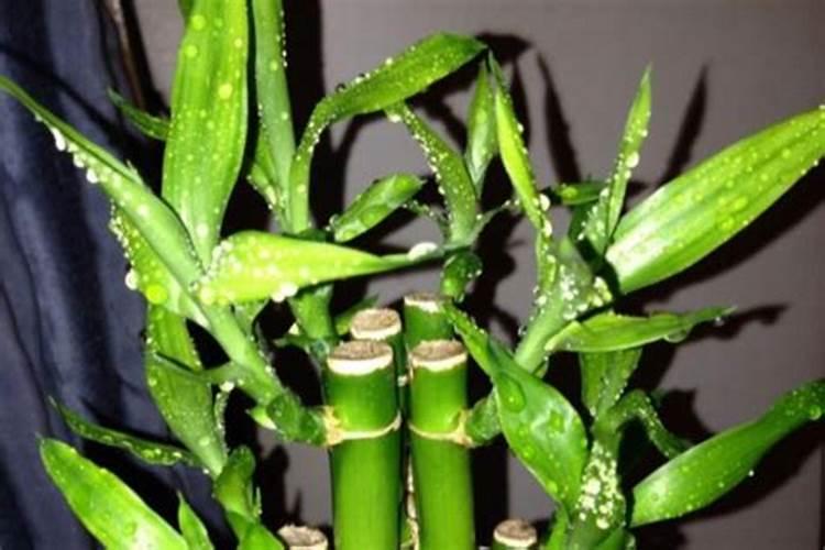花生追肥用什么肥料