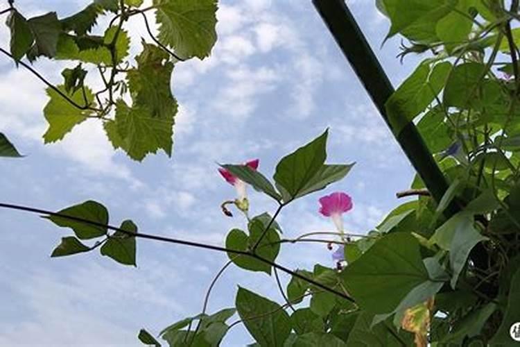 长寿花夏天能施肥吗 长寿花夏季是否可以施肥