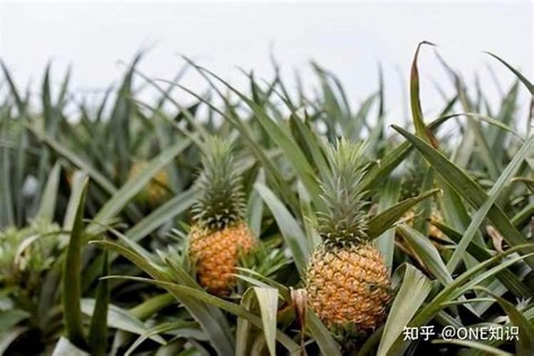 叶面肥喷后几小时下雨有效