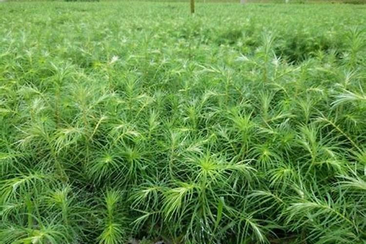 如何用杉木植树造林？