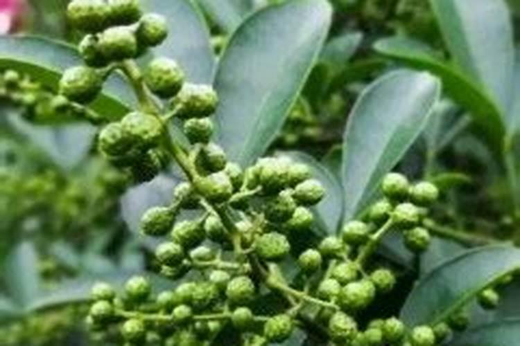 花椒可以施复合肥料吗 注意事项有哪些
