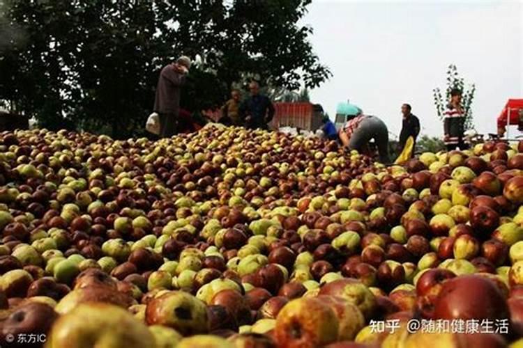 枣树什么肥料最旺树枝