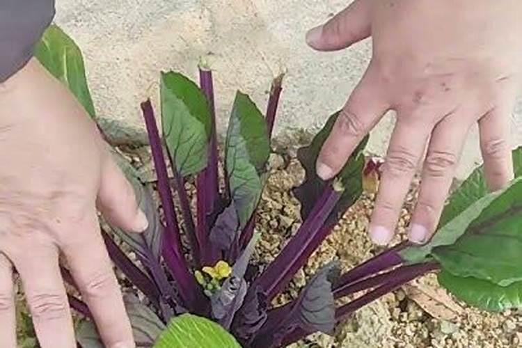 什么肥料能促长植物的根