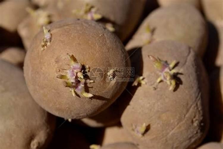 种植玉米需要什么肥料