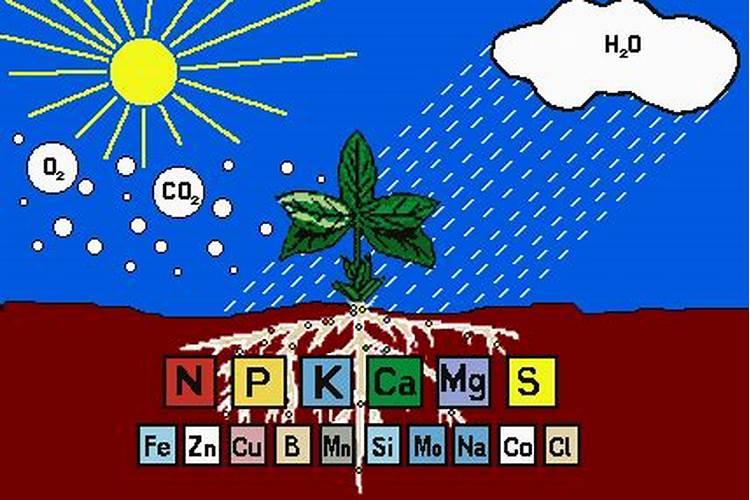 补充枇杷果实生长所需要的多种微量元素的方法有哪些？