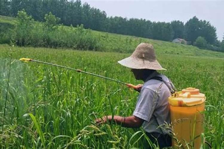 水稻打叶面肥时机,多高温度下使用？