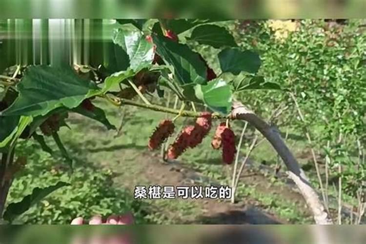 花生、大豆喜欢硫基肥还是氯基肥？