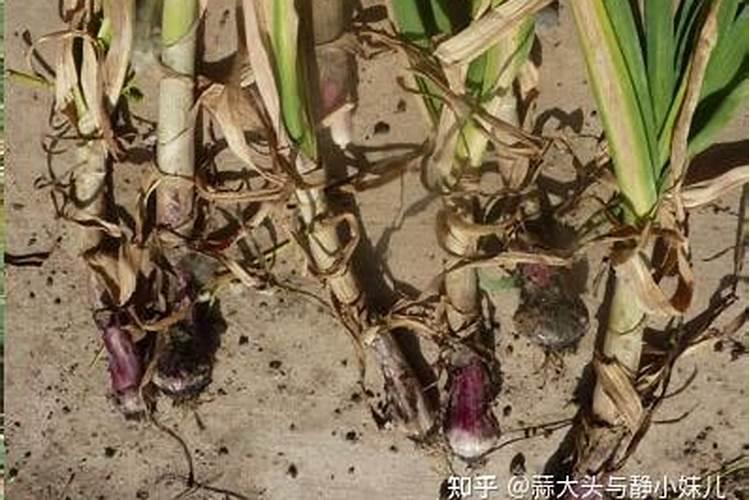 荔枝开花施什么肥