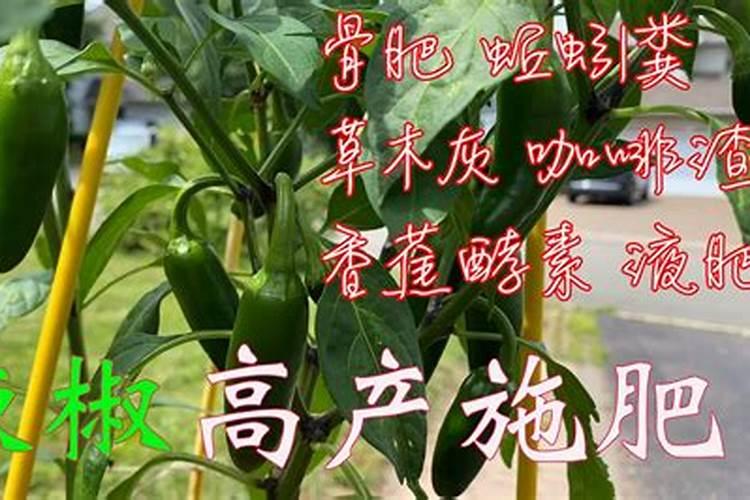 青椒最好的肥料是什么？
