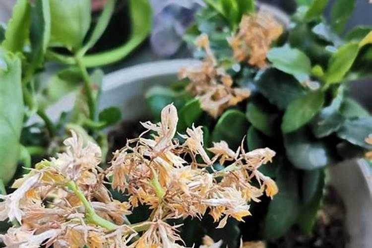 木槿花夏天能施肥吗