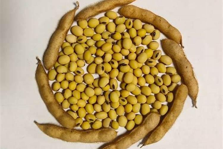 大豆施叶面肥时间