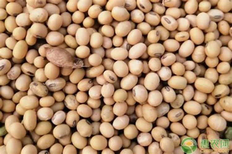 大豆结荚期用什么叶面肥