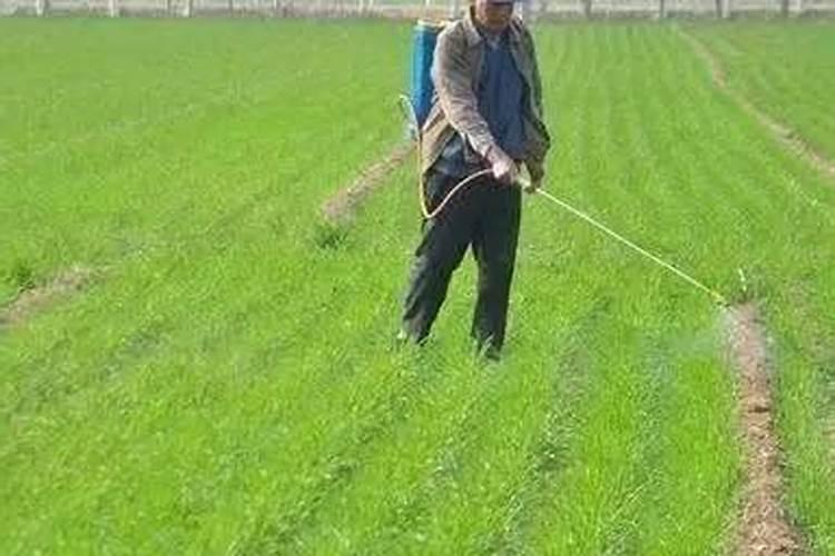硼肥的用量、作用及使用方法