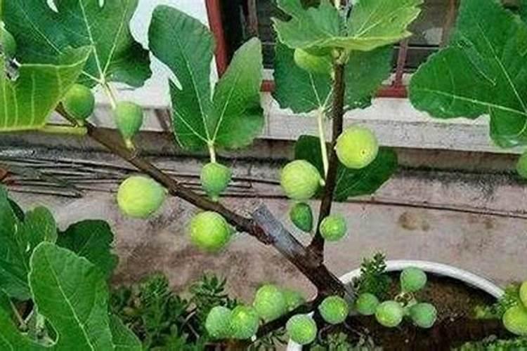 樱桃树不发芽怎么回事