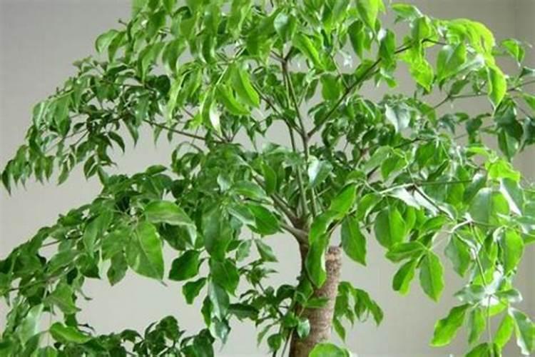 芒果树用什么肥料最好