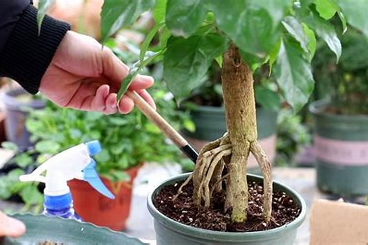 水培幸福树肥料给多了怎么办？