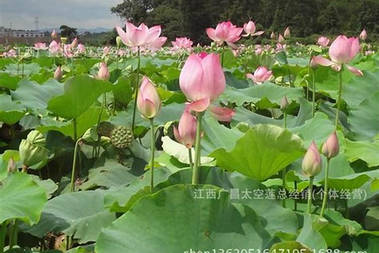 “太空莲”怎样种植？