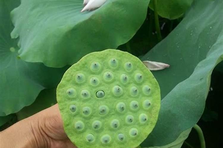 太空莲什么时候种八月份太空莲管理方法
