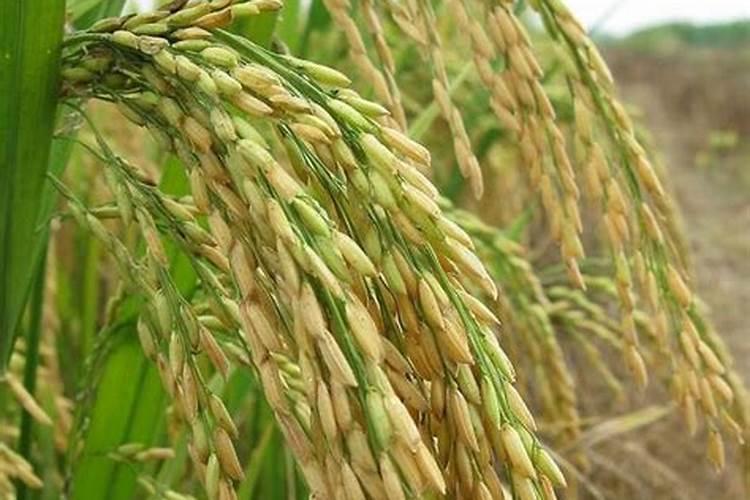 大豆荚不实怎么施肥