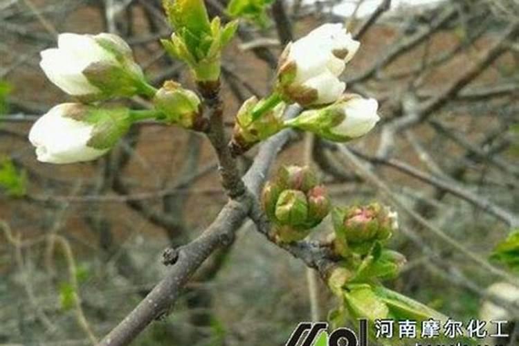 鹤壁市维多利生物科技有限公司怎么样？