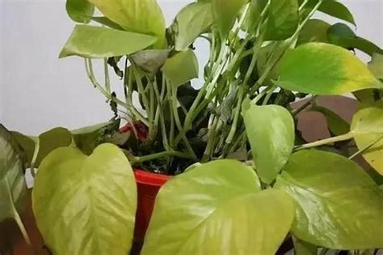 氨基酸水溶肥施用于大豆后有啥作用体现