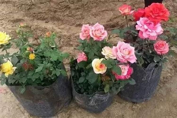 红薯叶有虫打什么农药呢