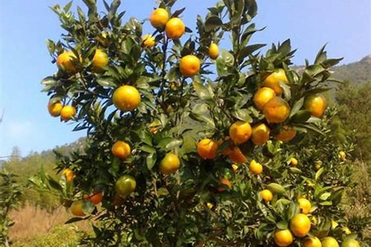 柑橘什么时候可以打保花保果药
