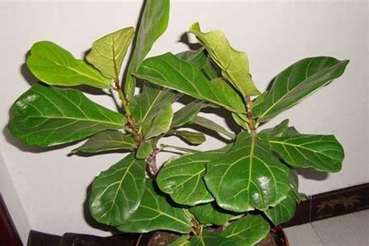 红毛丹种植多久结果 根据种植条件,多长时间会见到红毛丹果实