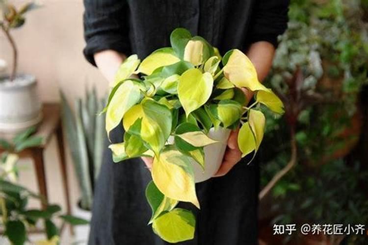 快速自制蔬菜肥料