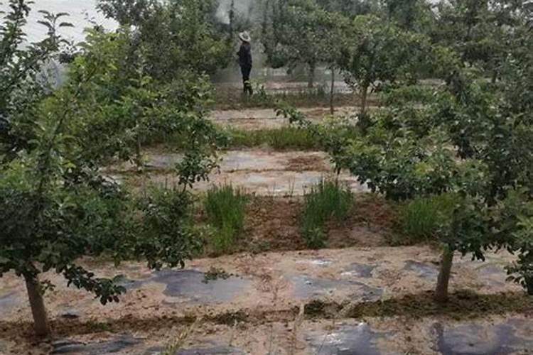 叶面肥喷施后几小时下雨不影响效果