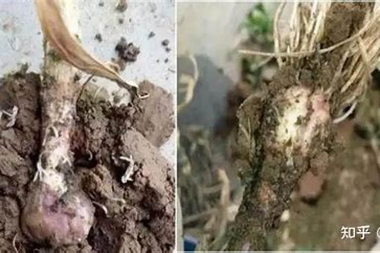 大蒜越冬前喷施什么药 大蒜过冬前打什么药好