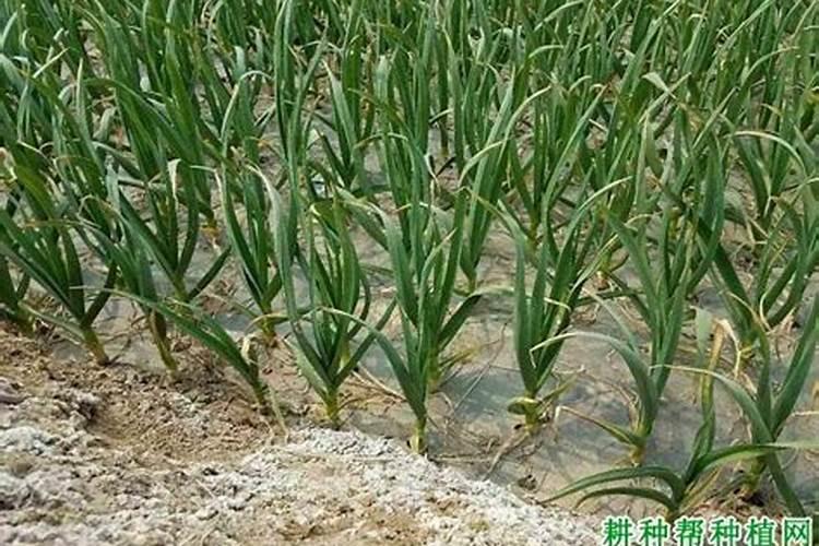 大蒜二水上什么肥料