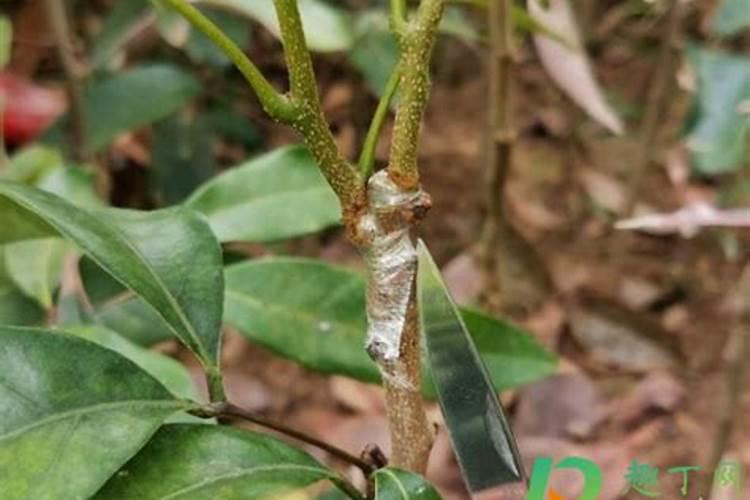 嫁接长出的萌芽可以喷叶面肥吗？