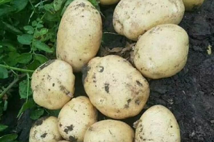 种土豆每亩用多少肥料最好