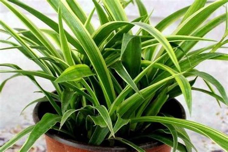 ...不开肥料的滋养,苹果树种植的追肥时间是什么时候？
