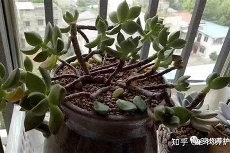 怎么提高葡萄座果率,为什么我种的葡萄总是结果率底,颗粒稀。是什么原因...
