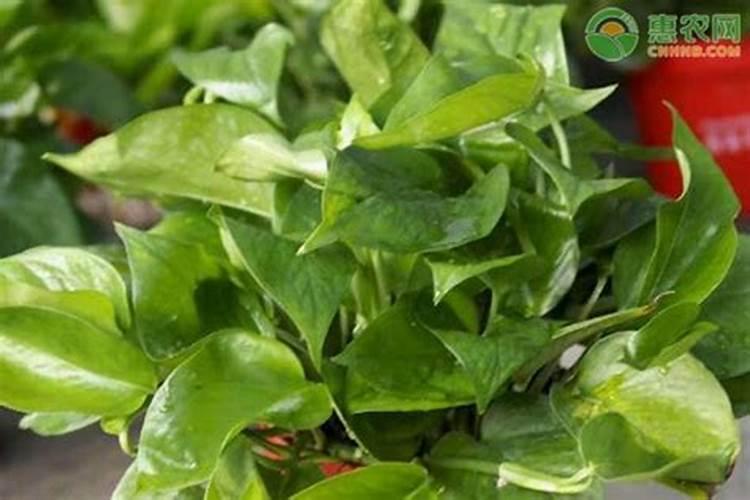 一盆绿萝放几粒复合肥