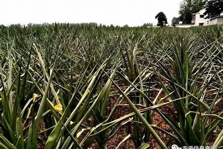 槟榔树几年结果实 种植多久开花结果