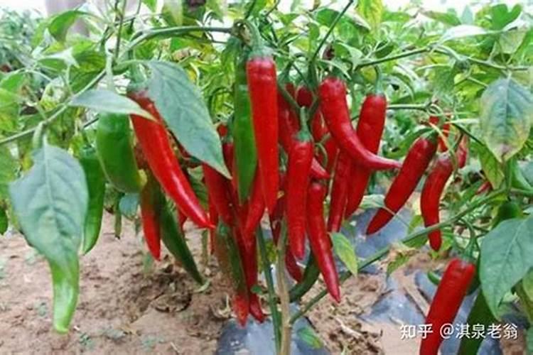 葡萄挂果后施什么肥