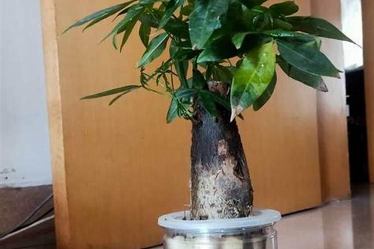 发财树施什么肥好,发财树怎样施肥/以氮肥为主